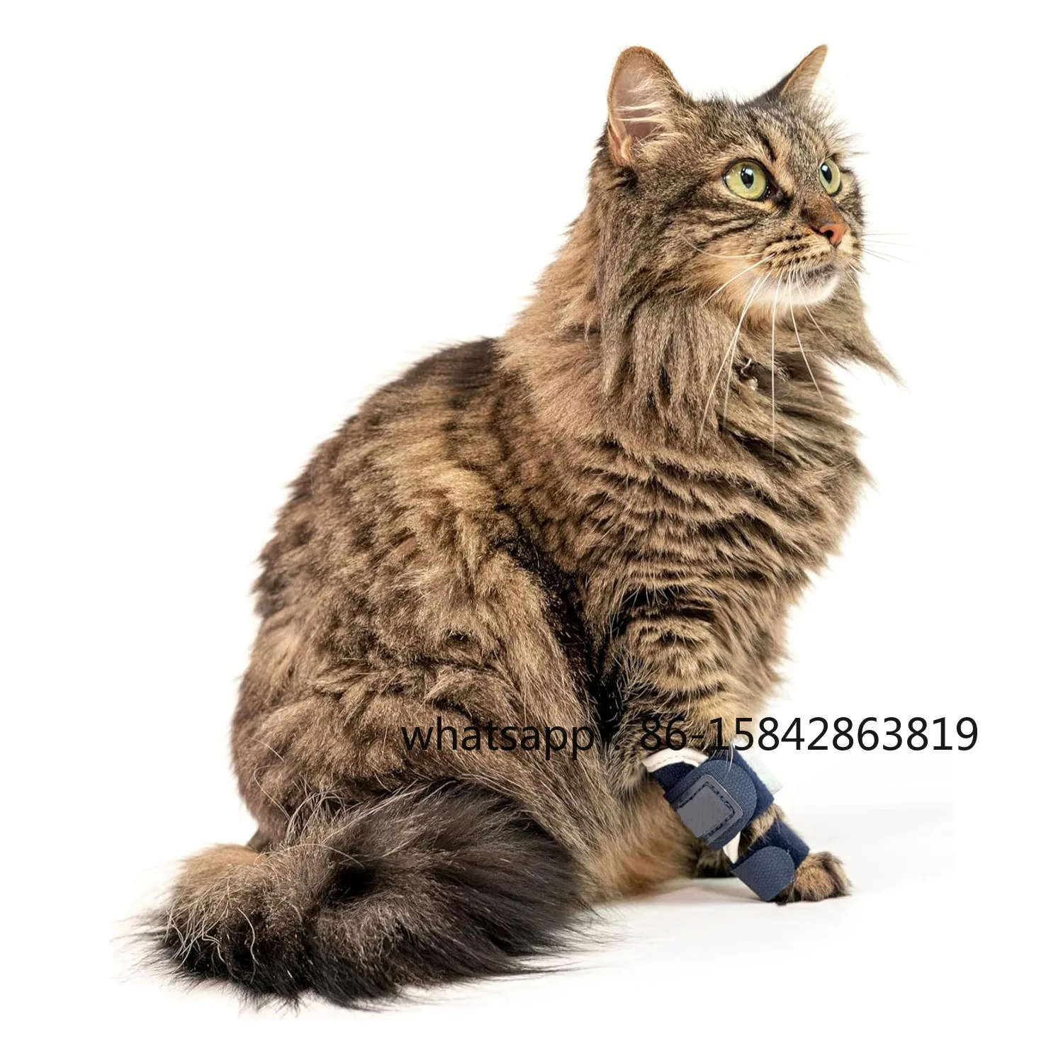 Pet Protective Gear Cat Front Leg Injury Auxiliary Belt Cat Leg Guard Leg Joint Ligament Tear Rehabilitation Belt