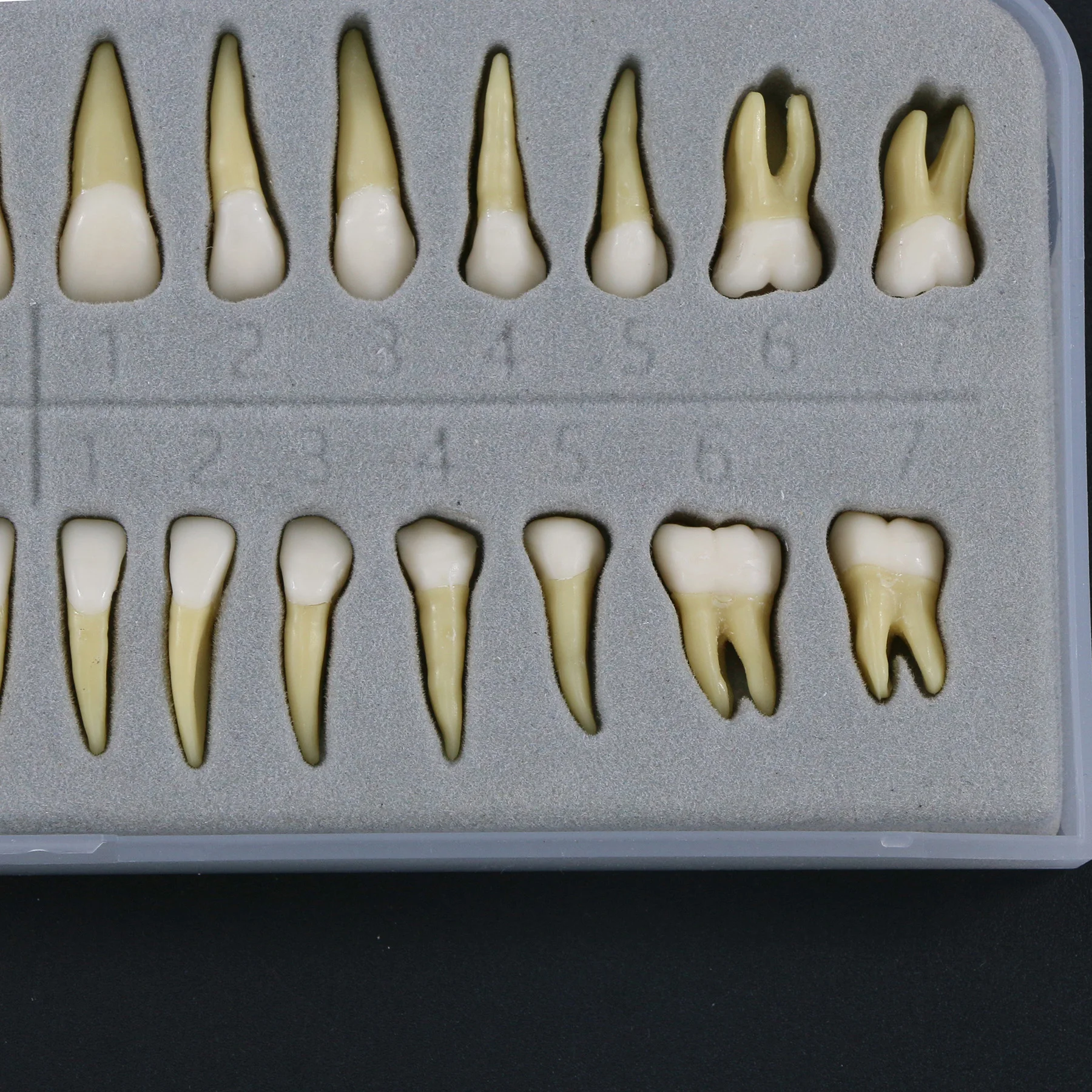 Zęby dentystyczne 28 szt. Kolorowa z żywicy cząstki zęba pełne stałe dla dorosłych do nauczania stomatologii studiując praktykę demonstracyjną M7021