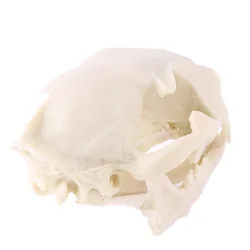 Realistic Cat Skull, Resin Skeleton Head Scale Model Decorations, 6.5 x 6.5 x 9cm