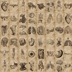 10/26/56pcs Anatomy Physiology Human Skeleton Horror Stickers Body Structure Decals Waterproof for Guitar Luggage Laptop Pad