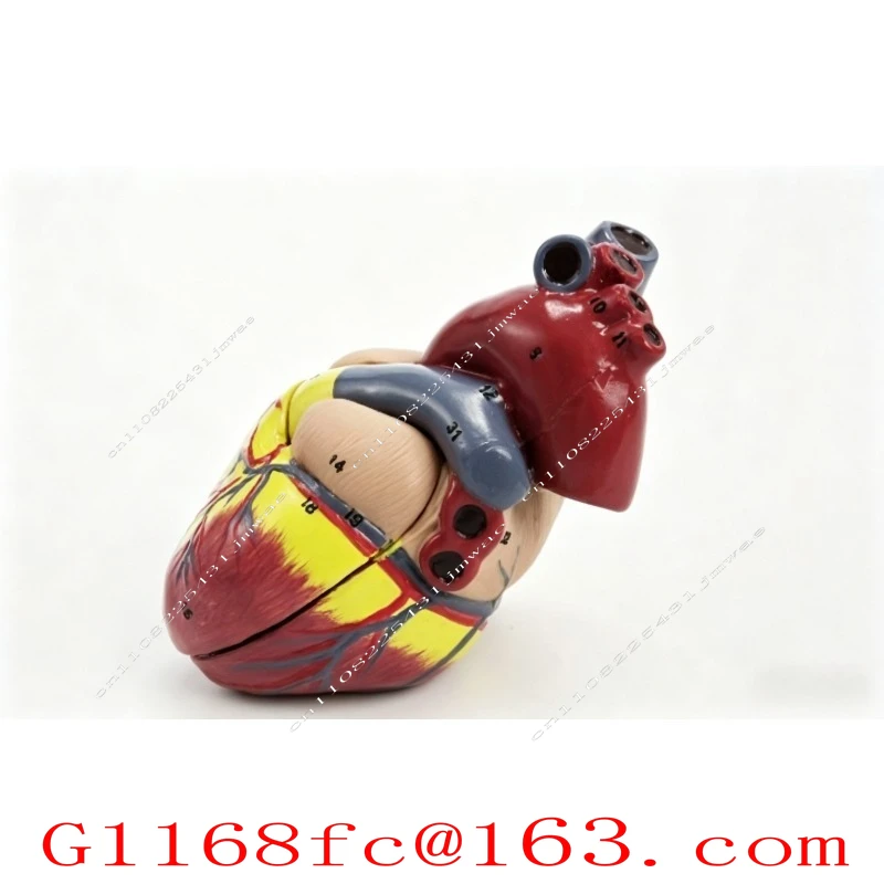 1:1 Human Body, Heart Anatomy Model, Natural Big Heart Model 34 Logo Heart Teaching