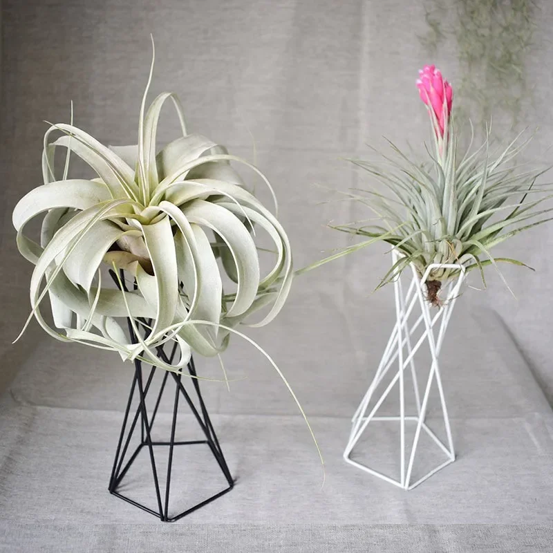 Nordic Style Air Plant Holder Flower Pot Stand Geometric Iron Tillandsia Holder Table Home Garden Ornaments