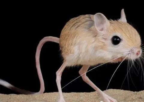 

MJX 1/20 20208 & JJRC C8811 7 Piece Full Metal Suspension Upgrade Kit Aluminum CNC Machined Parts Set- 93g Precision Weight