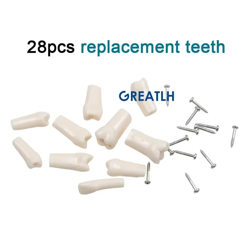 GREATLH Dental Model Resin Teeth with New Style Bench Mount for Dental Implants Dental Phantom Head