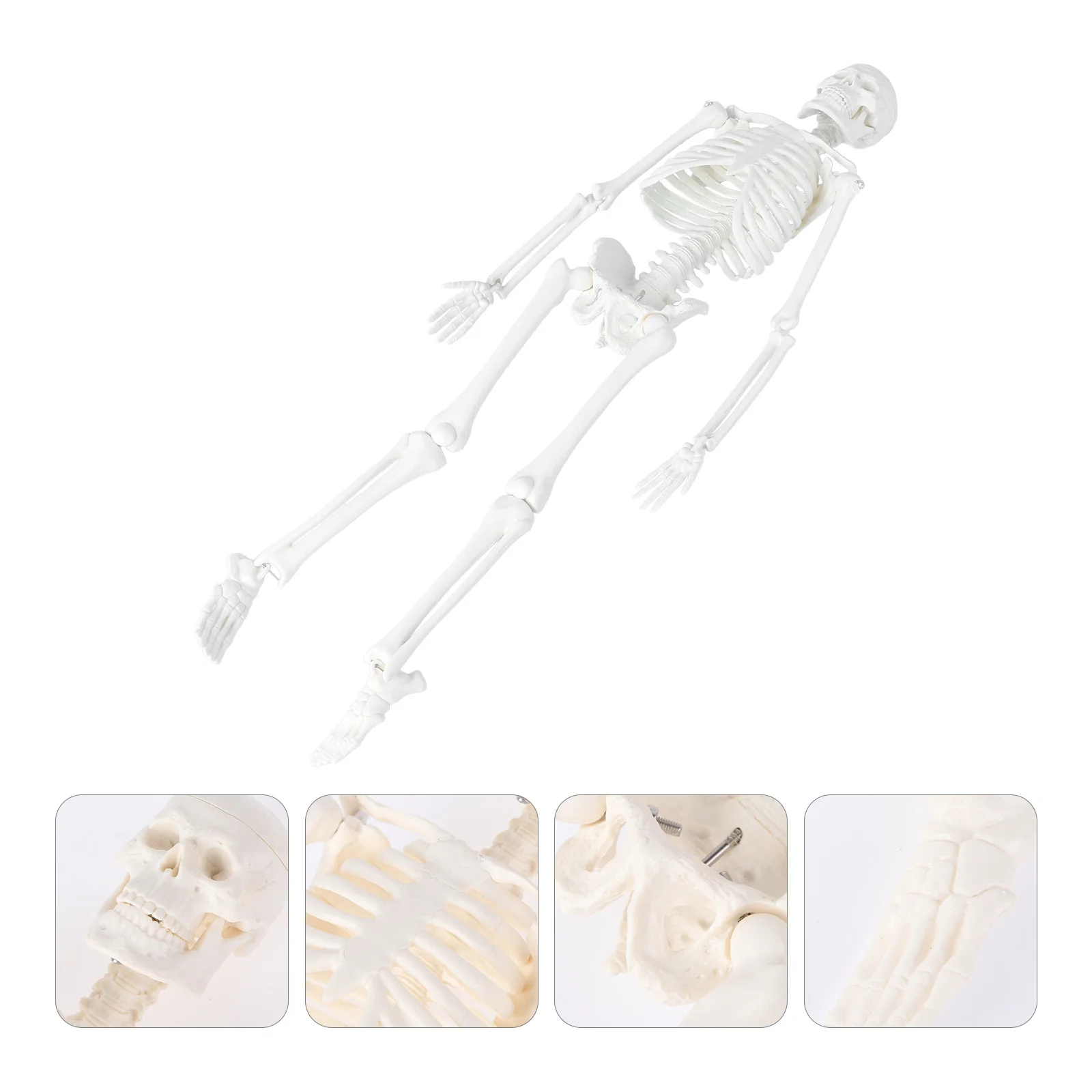 

Specimen Bones of Anatomy Study Human Mini Medical Body for