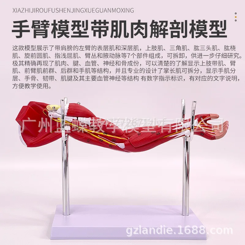 Small Upper Limb Arm Muscle Anatomy Lower Limb Leg Muscle Attached Vascular Nerve Human Muscle Construction Model