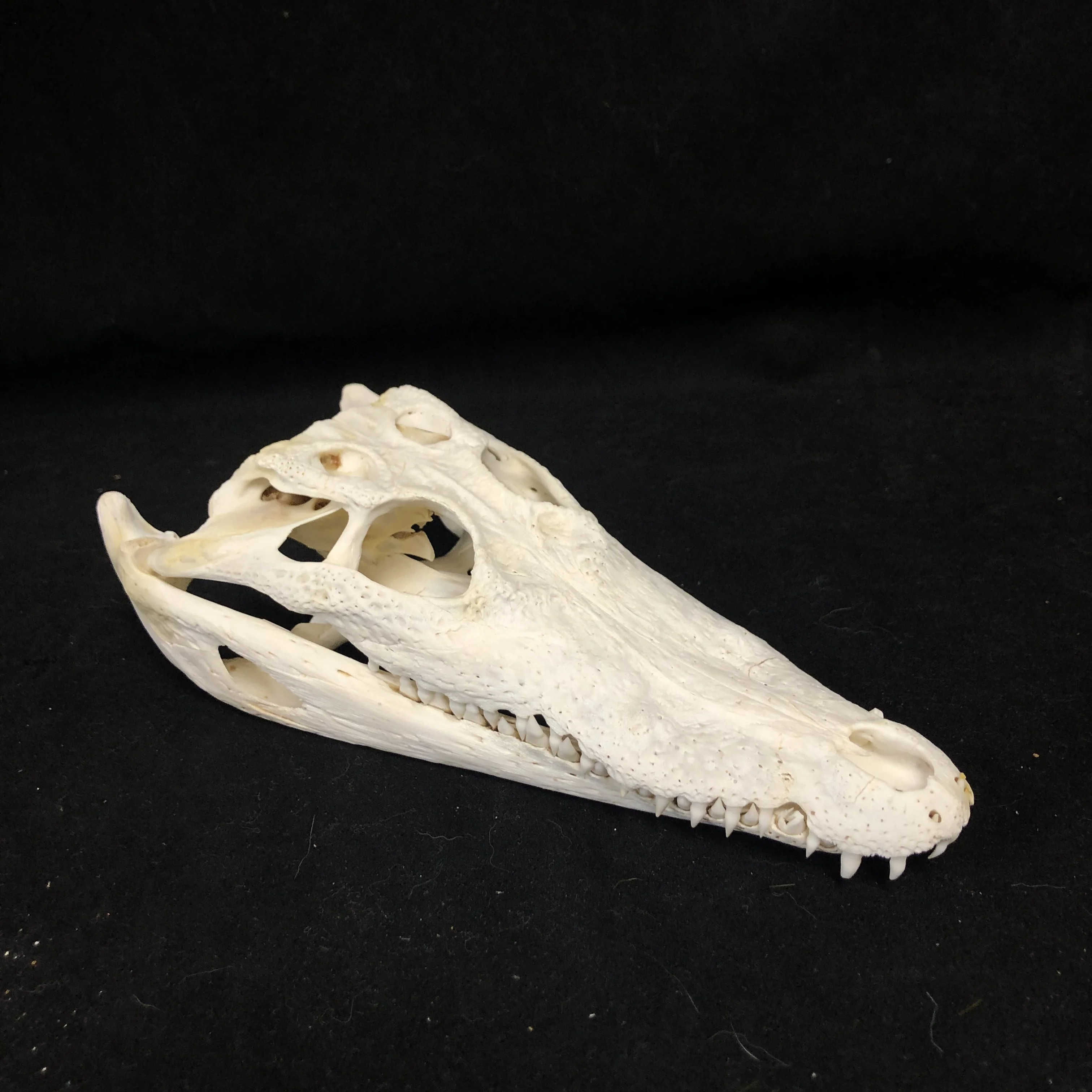 

2115 1/5/10 Pcs Wholesale Crocodile Skull Artwork Decorative Sculpture Lot Premium Quality Animal Skull Resin Home Decor Science