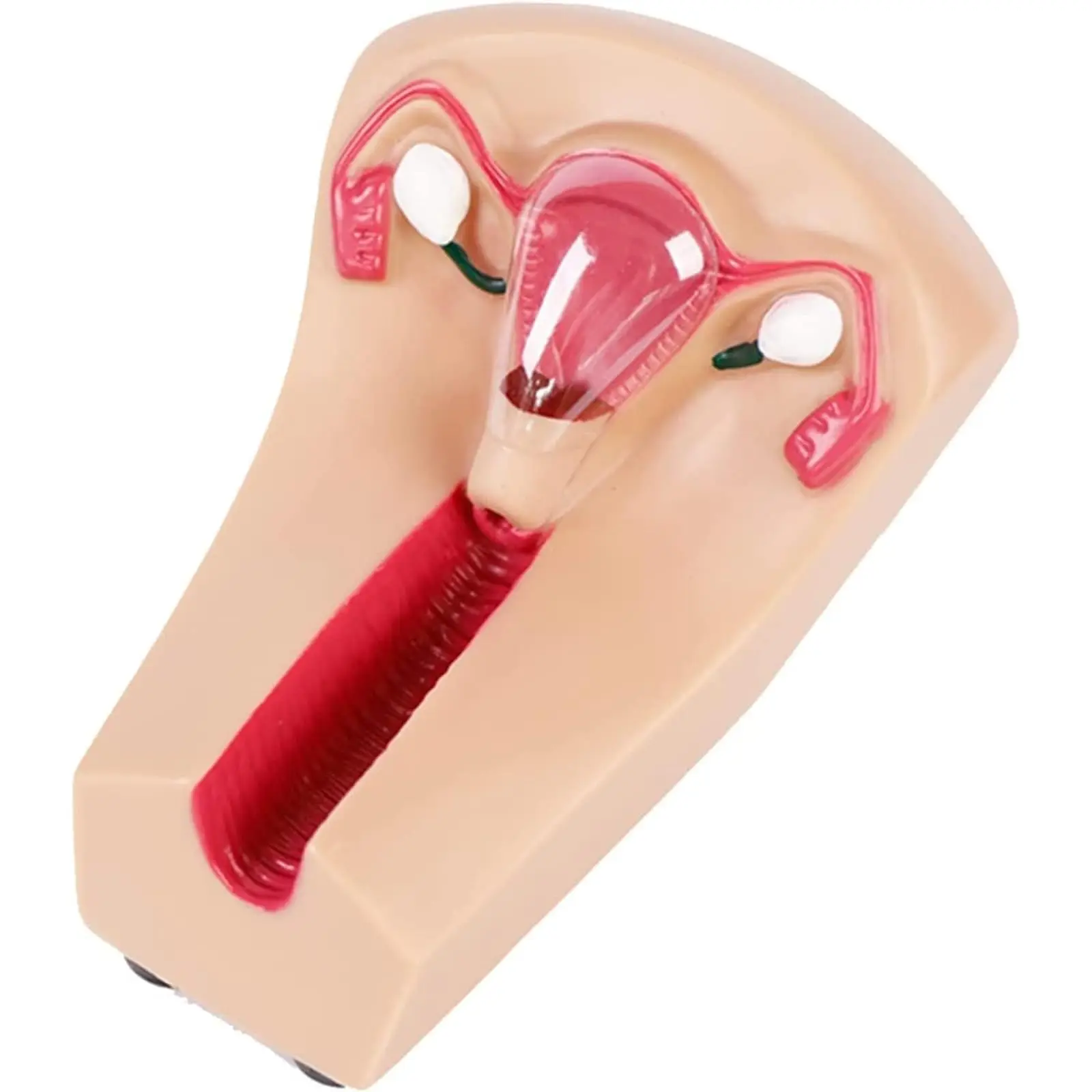 

Female Intrauterine Contraception Training Model - IUD Simulator for Nursing Students' Medical Practice