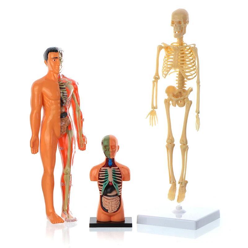 1set Anatomy Model For Kids Human Torso Anatomy Model Removable Human Body Model ForMedical Student Educational Science Learning