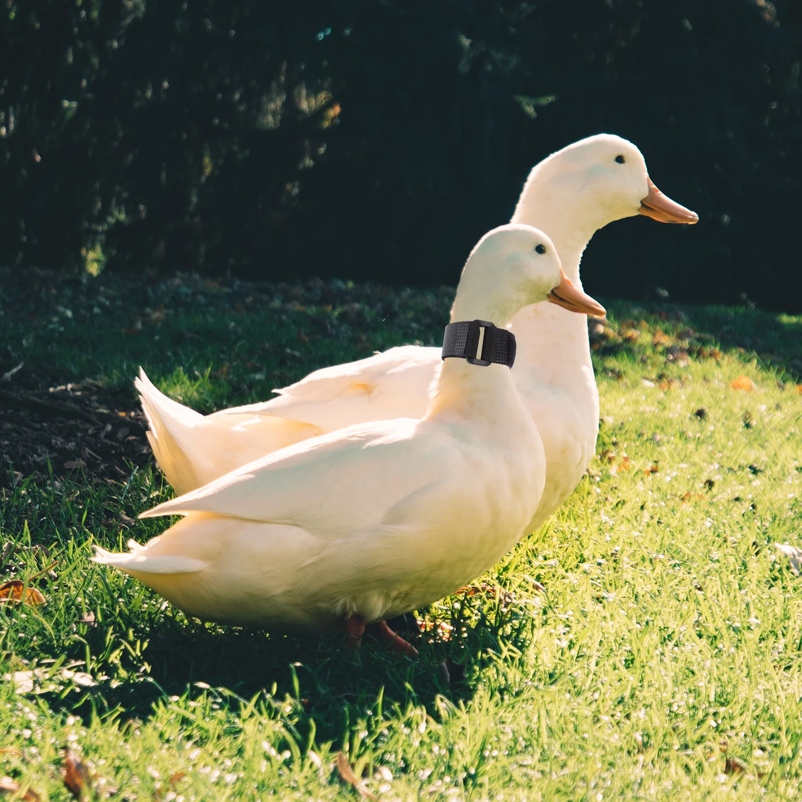 

4pcs Anti-Crowing Rooster Collar Nylon Poultry Neck Belt Noise Free Adjustable Durable Safe Roosters Collar Poultry Supply Pet