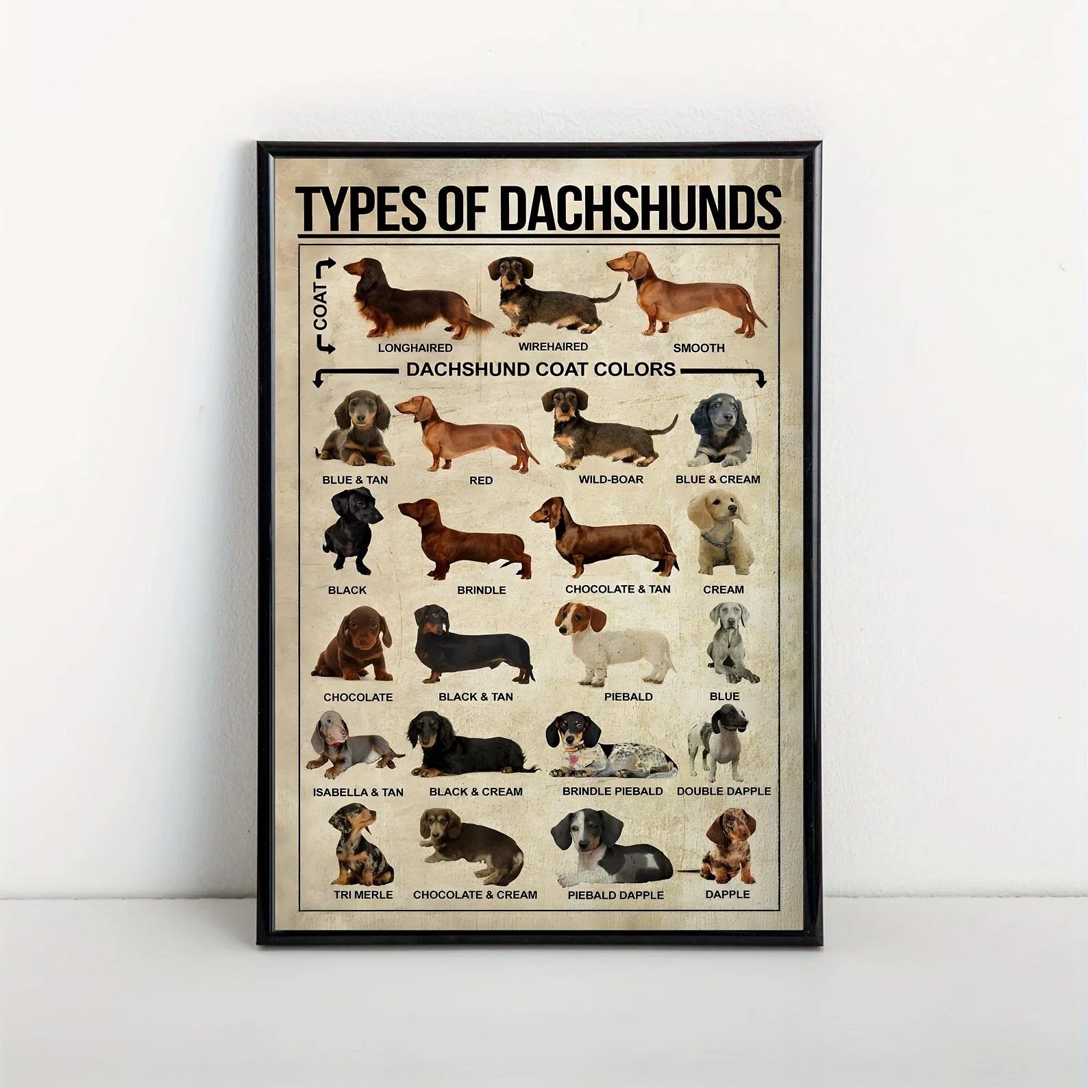 

Canvas Poster, Types Of Dachshunds Dog Poster, Dachshunds Knowledge Poster, Canvas Wall Art Decor, Dog Lover Poster, Dachshunds