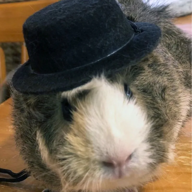 Conjunto de sombrero de fiesta para mascotas, conejillo de indias, hámster, Chinchilla, erizo, traje de transformación para Festival, disfraz pequeño