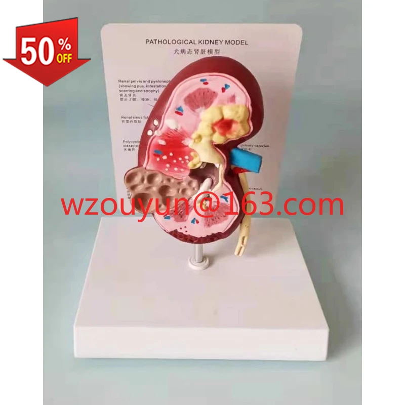 

Dog kidney pathological healthy anatomy model canine pet teaching aids
