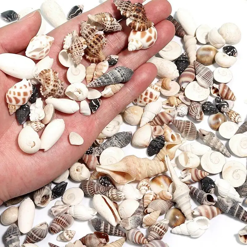 Accessories 1 Box Sea SheLLs SpiraL SheLL Tiny Ocean SpiraL SeasheLLs Crafts Aquarium Decoration LandscapinG PhotoGraphy Props