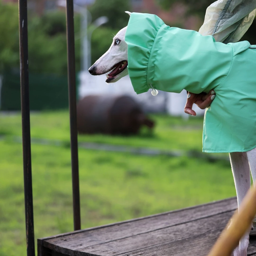 Einfarbiger Regenmantel für Italienische Windhunde und Whippets im Frühling und Sommer, Leichte, Taillenverstellbare, Winddichte Jacke für Hunde – Detail 10