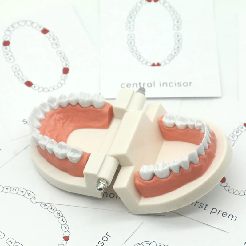 Juguetes sensoriales para niños, modelo de dientes de Educación Temprana, tarjeta en inglés, modelo de cognición dental, ejercicio de cepillado de dientes