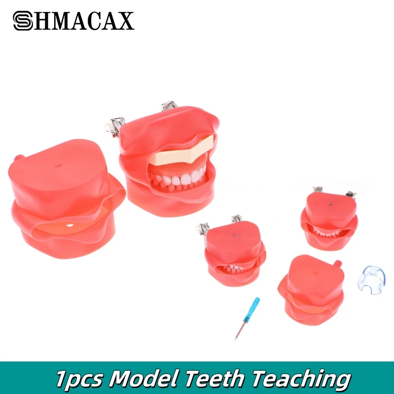 Model Teeth Teaching With Removable 32pcs Tooth And Rubber Simulation Cheek Dental Teaching Model Fit Kilgore