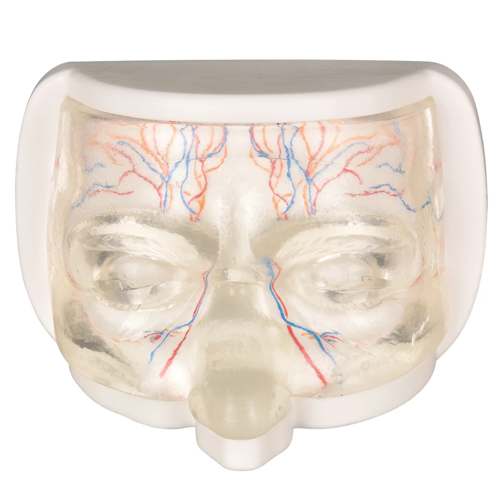 

Clear Eye Injection & Thread Lifting Training Mannequin Model with Vessels