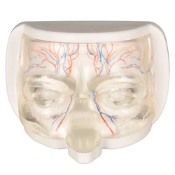 Training Mannequin Model for Clear Eye Injection And Thread Lifting with Vessels Medical Simulation Educational Tool