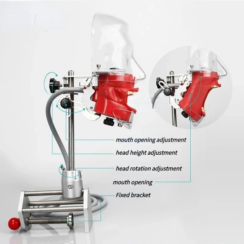 

1Pcs Dental Teaching Mold Oral Simulation Simple Head Mold Students Practice Head Model Phantom for Training Apparatu