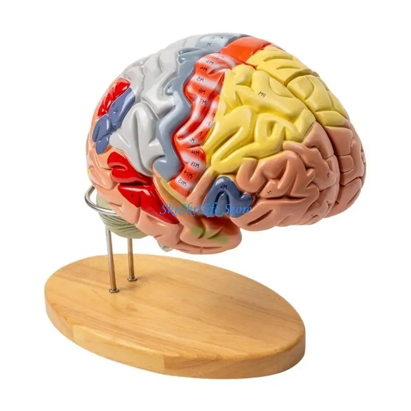 E65E نموذج الدماغ التشريحي نموذج تشريح الدماغ البشري يظهر الدماغ والمخيخ وجذع الدماغ لوسائل تعليمية للتقرير #5