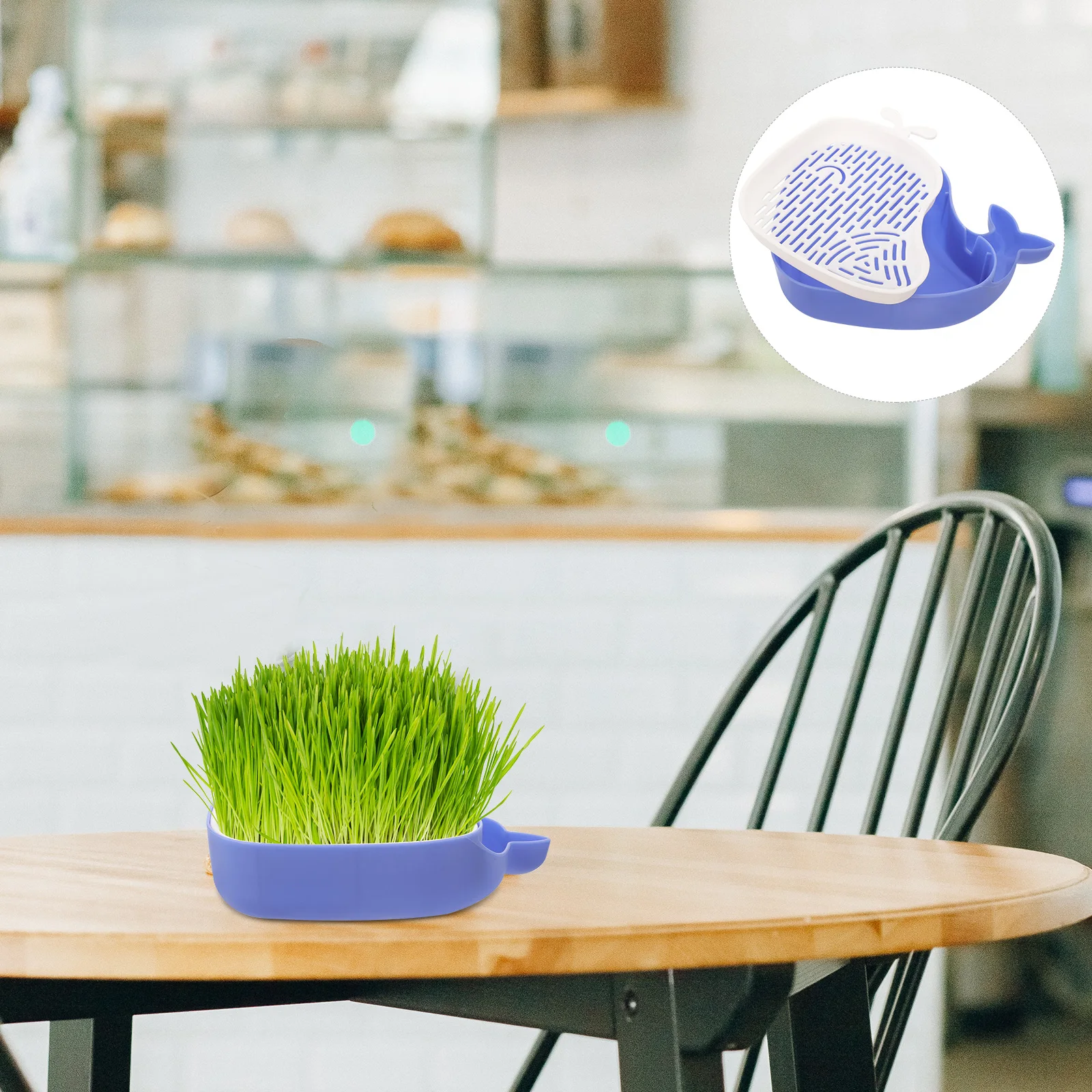 

Cat Grass Planting Box Blue Color Soilless Hydroponic Nursery Planter Practical Case For Pet With Water Tray Promoting Growth