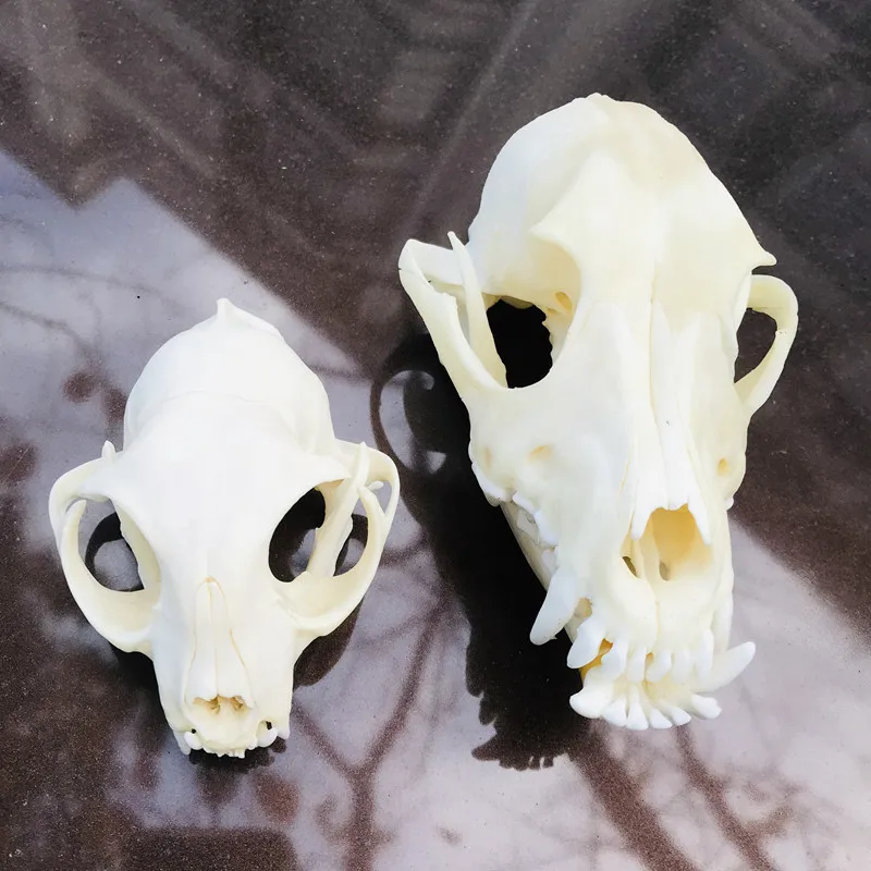 1pcs Animal Skull specimen Study Collectibles Unusual Halloween Decoration