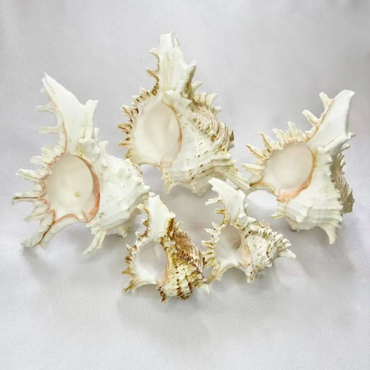 Natural Epitonium Shell - White Phoenix Staircase Snail, Home Decor Display, Aquarium Landscape, Tourist Souvenir, Marine Themed