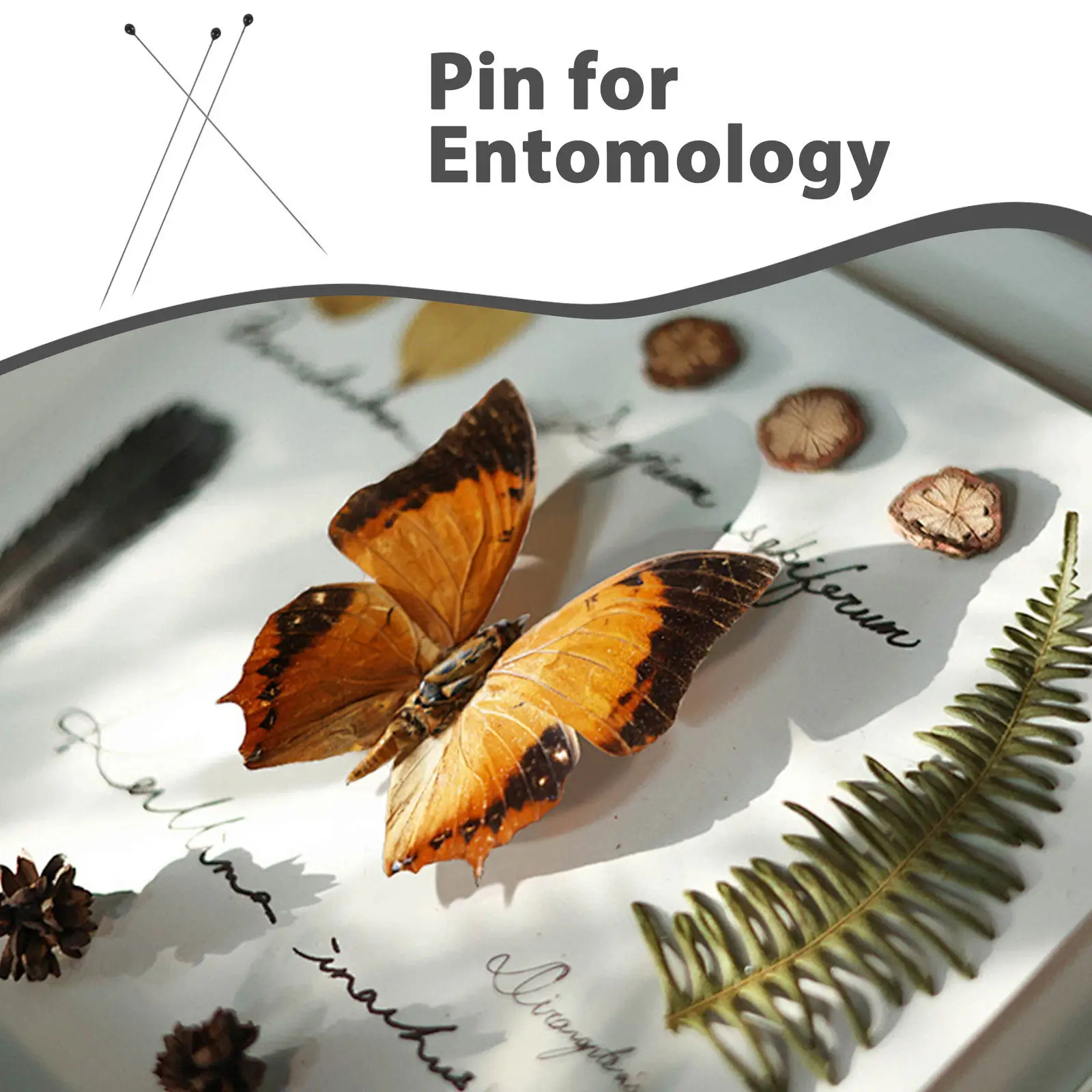 100Pcs Specimen Pin Stainless Steel Pin for Insect Collection Entomology Science Education School Size 0 Silver