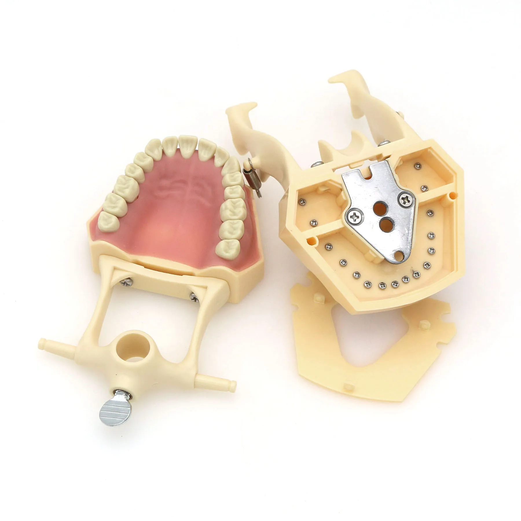 Dental Typodont Teeth Model Teaching Mode Frasaco AG3 Mounting Pole 32PCS Teeth Replacement Screw-in
