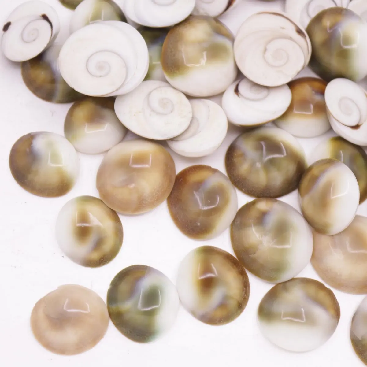 Not Drilled 10PCS 12mm-18mm Natural Button Sun Shell Natural Mother of Pearl Pet  Mosaic Tile DIY