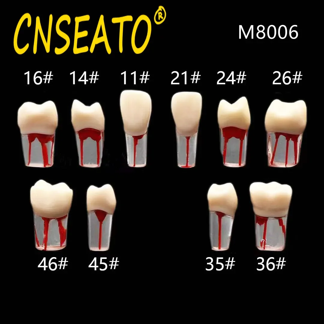 10Pc Dental Tooth Model Endodontic Root Canal Block RCT Practice Pulp Cavity Dentistry Replace Resin Teeth Endo Training Student