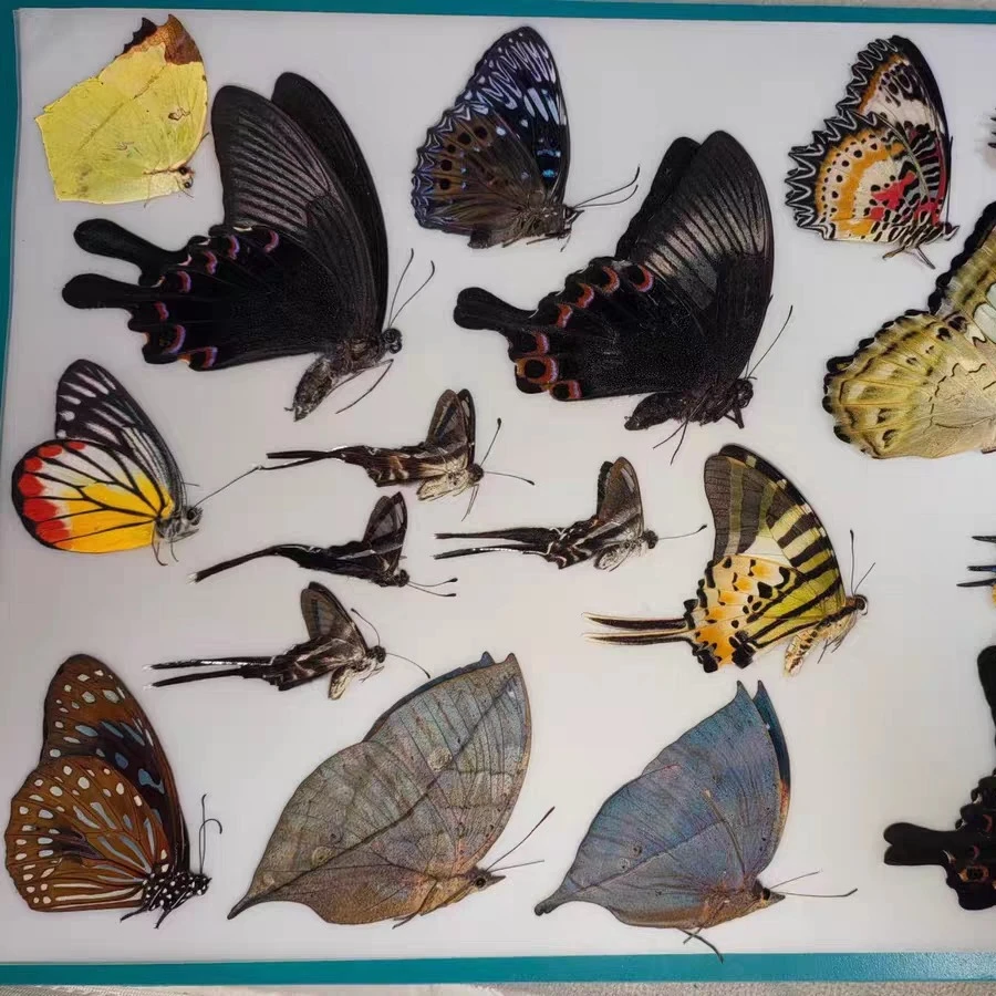 2197 Unspread Butterfly Bulk Blind Box, A1/A- Grade High Quality, Random Species, Sulfuric Acid Paper Individual Pack, DIY Craft