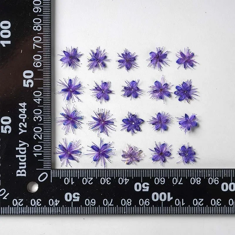 24/36PCS,1.5~2.5CM Natural Dried Mini Pressed Flowers White Sandalwood Heads,Dry Flower Press For Craft Resin Jewellery,Candles