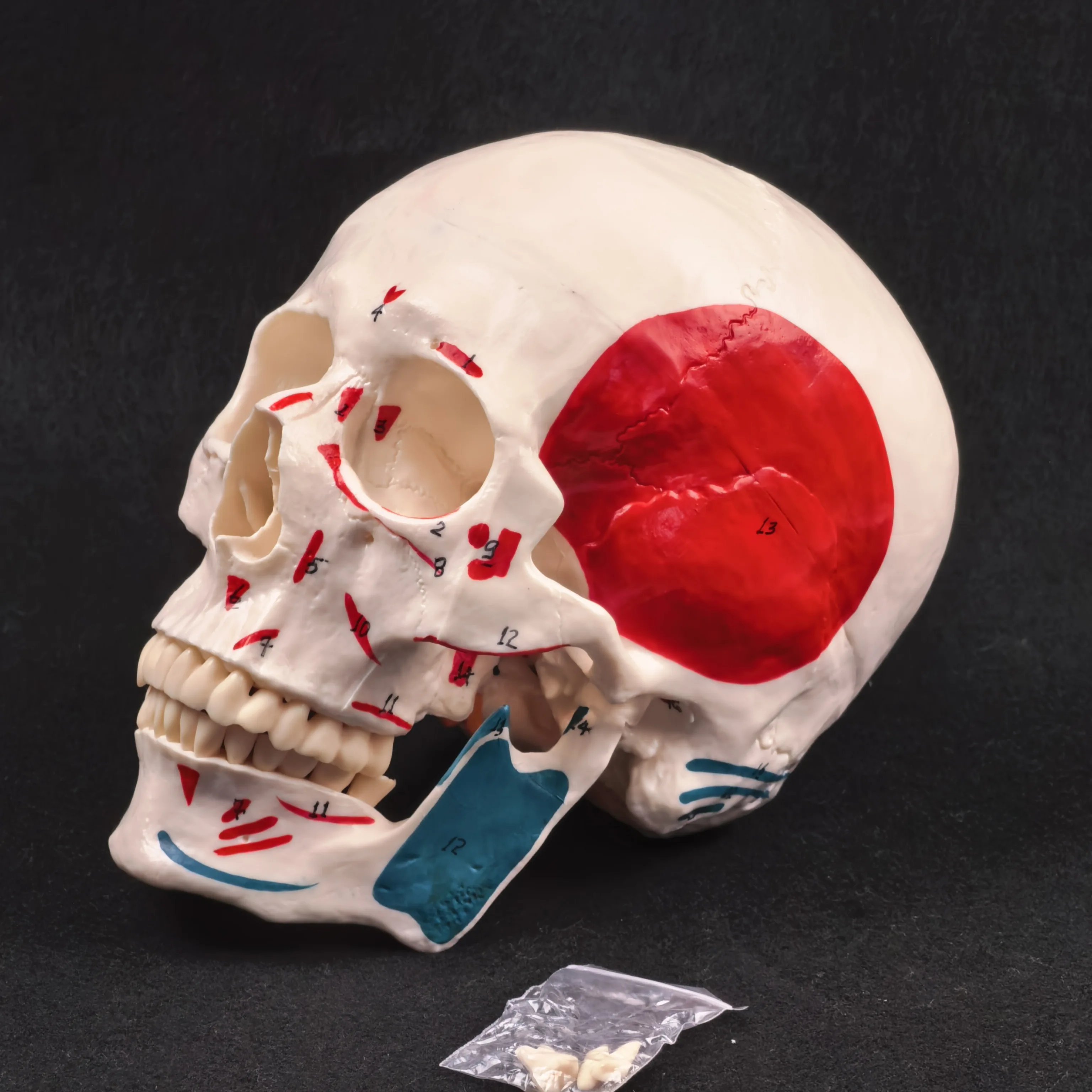 Menschliches muskulöses Farbschädelmodell aus PVC – 3-teilige digitale Anzeige, medizinische Lernhilfe, lebensgroße Anatomie, pädagogisches Werkzeug