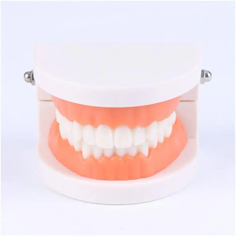 Study Demonstration Tool Wide Applications Silica Gel Educational Props 28 Immovable Teeth Over 3 Years Old Without Wisdom Teeth