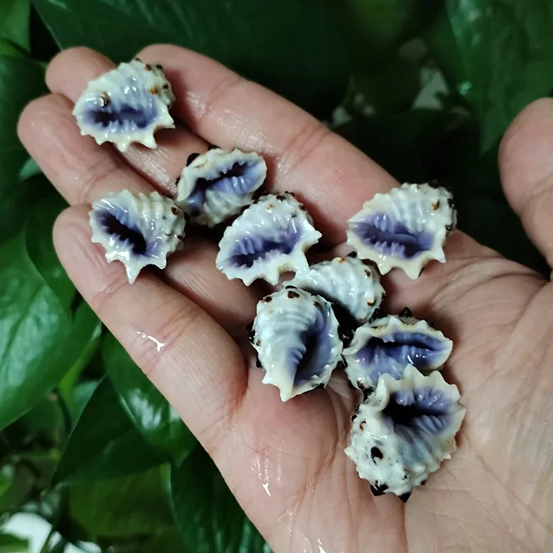 5 uds. De conchas de boca moradas naturales, conchas de Drupa Morum para decoración, manualidades, accesorios para pecera, decoración de boda en la playa, joyería DIY