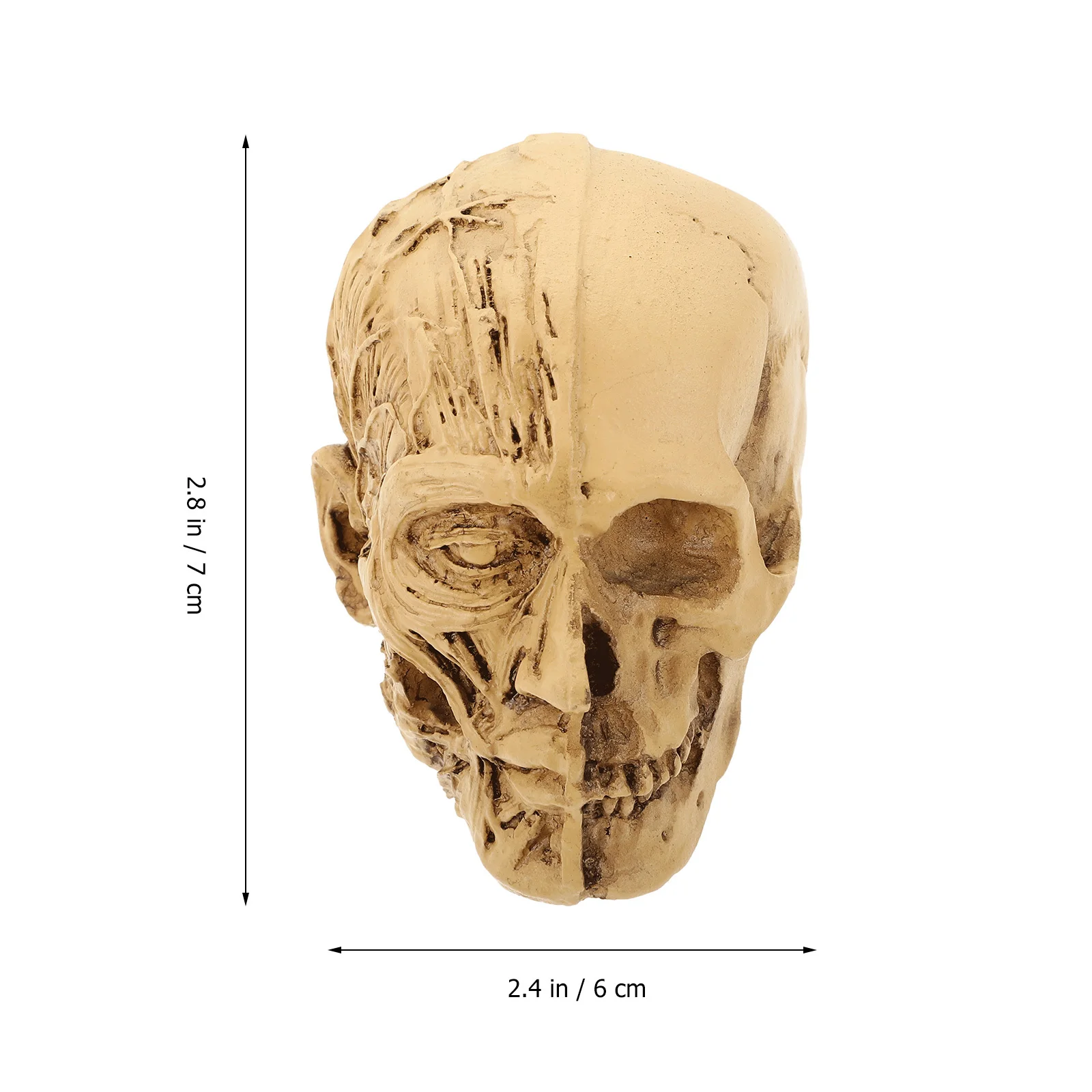 

1Pcs Skull Decor Halloween Realistic Muscle Resin Prop for Home Party Haunted House Decoration Festival Scene Ornament