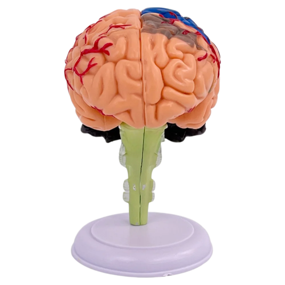 Human 4D Brain Anatomy Model Detachable 31 Part for Medical Teaching