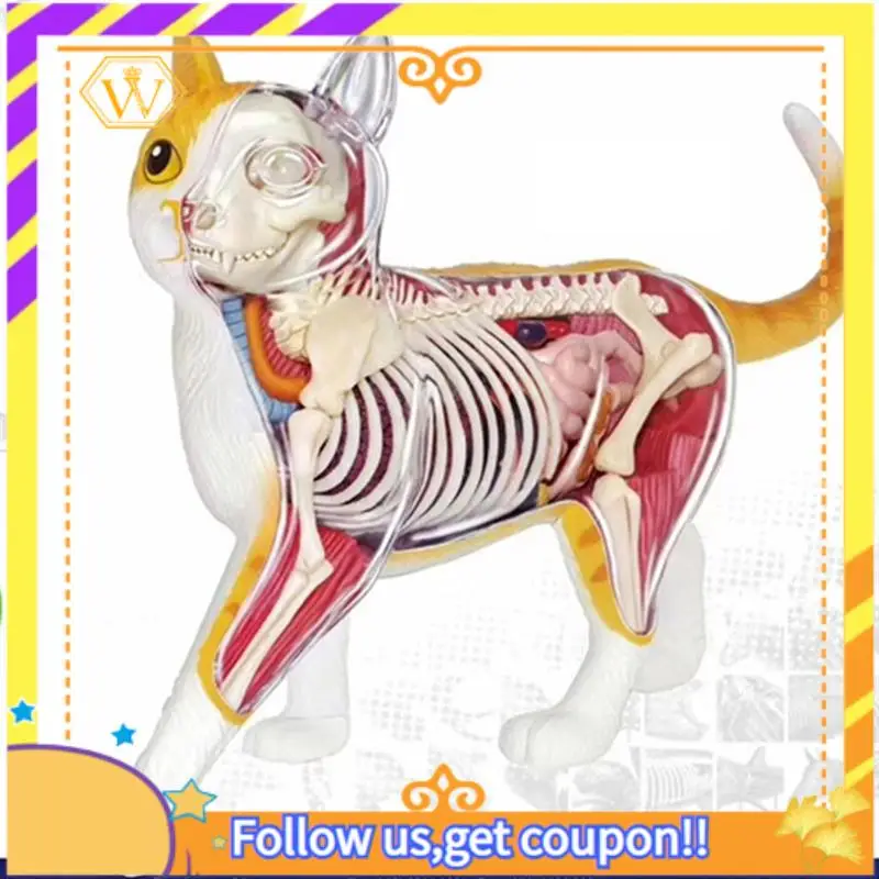 Latest-Animal Organ Anatomy Model 4D Cat Intelligence Assembling Toy Teaching Anatomy Model DIY Popular Science Appliances Easy