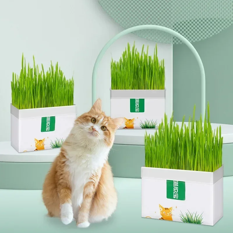 1pc Cat Grass Planting Box Growing Tray Starter Dish Greenhouse Hydroponics Plant Cat Grass Germination Nursery Pet Cat Supplies