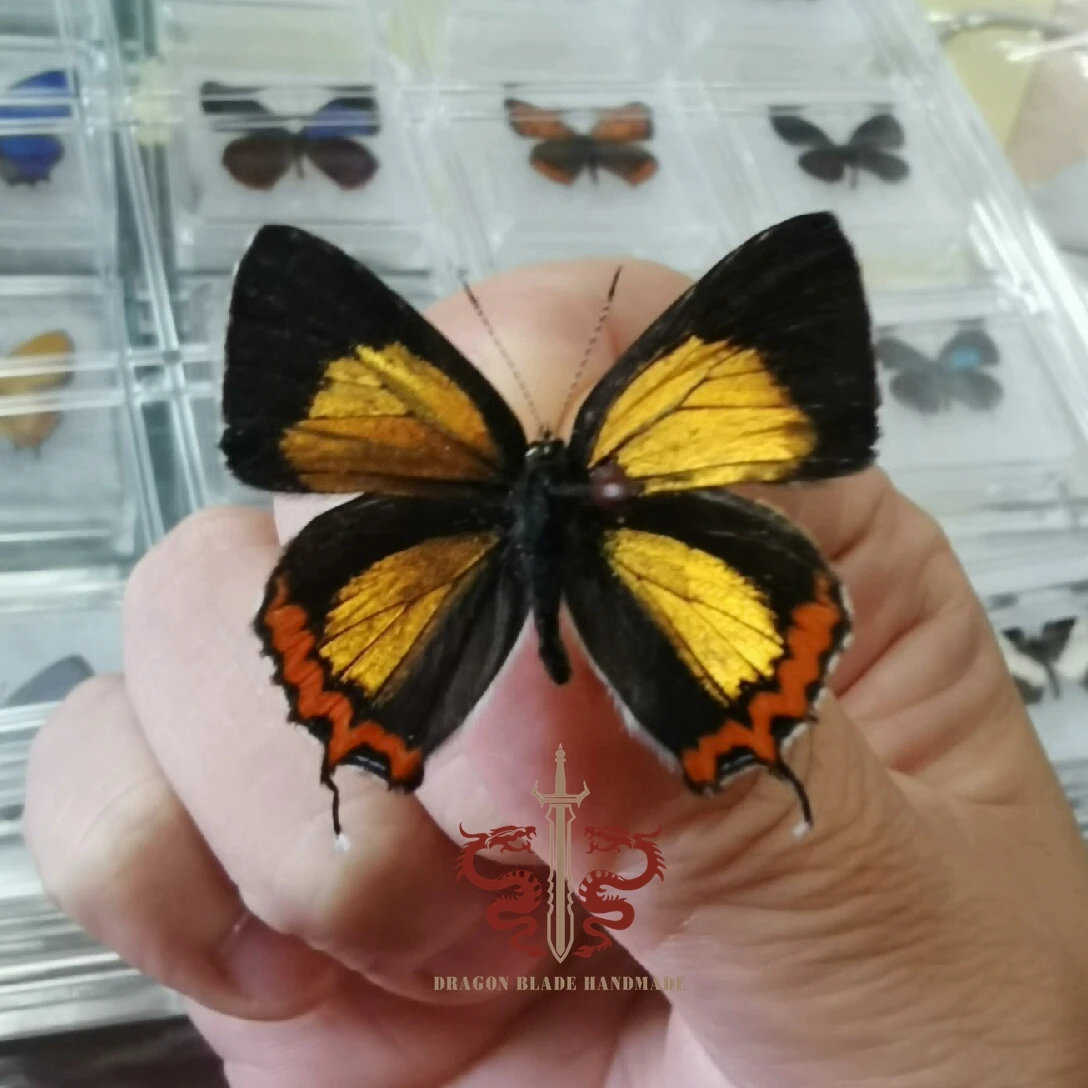 Butterfly specimen Ancyluris meliboe, 1pc wings spread A1/A- high quality, Decorative Display Collection Gifts