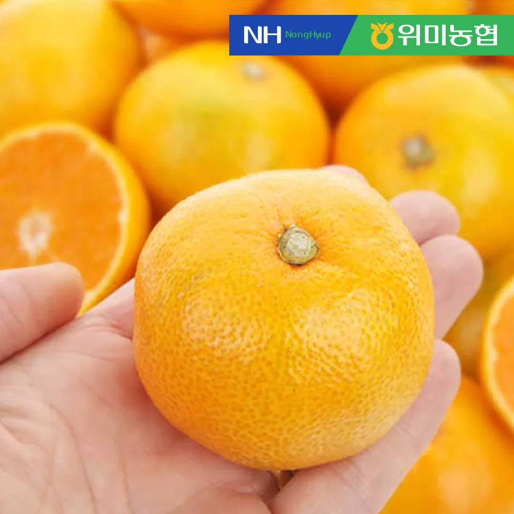 [Wmi Agricultural Cooperatives] Jeju Citrus 5kg of Agricultural Cooperatives