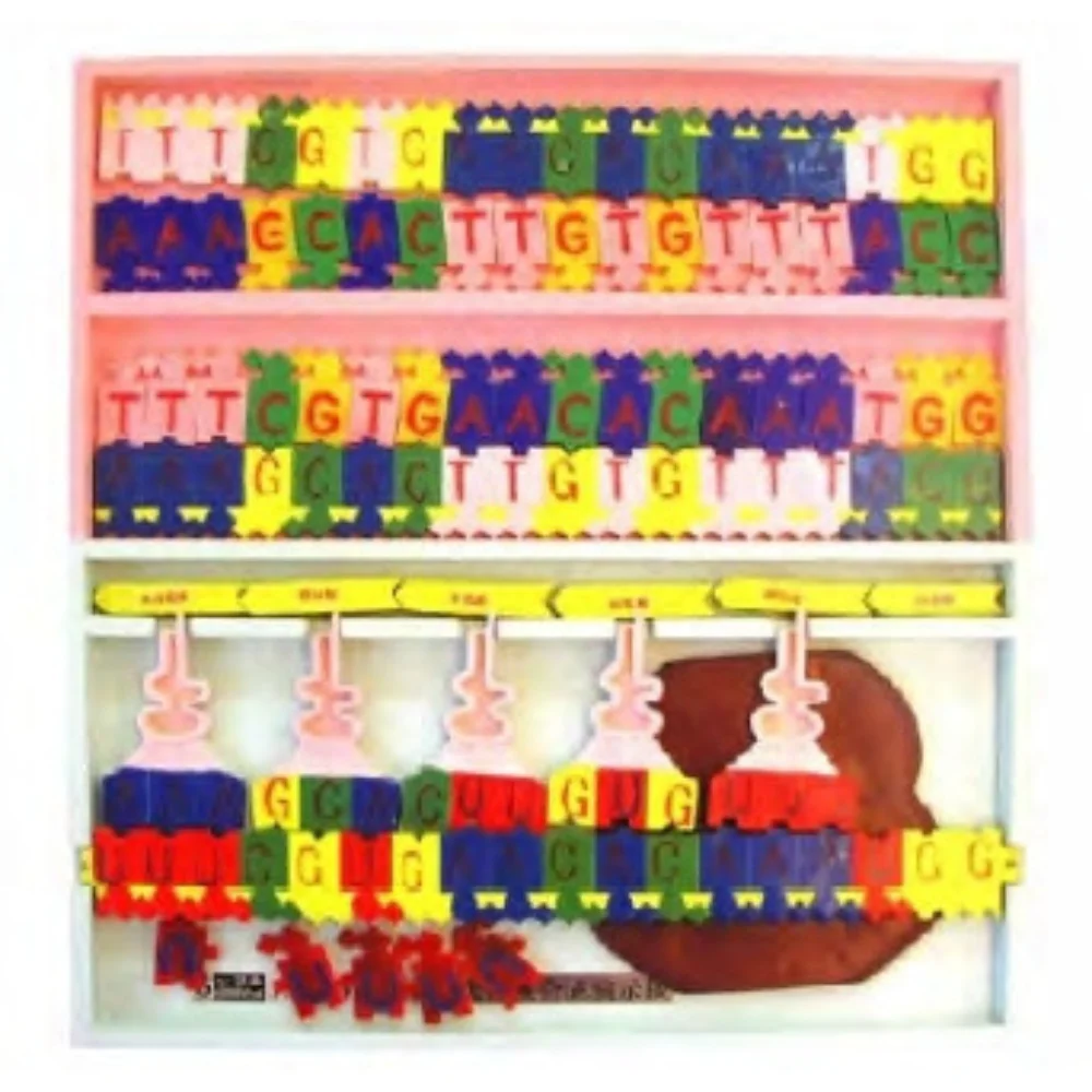 

DNA Structure and Replication Model Medical Supplies Educational Teaching Material for Medico College School Biology Hospital