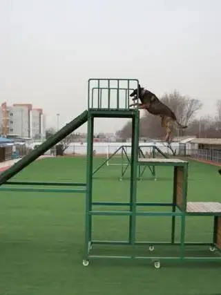 لطيف الحيوانات الأليفة الجنة الشرطة الكلب الكلب التدريب التكامل الحسي الحفر تسلق القفز تسلق سوينغ حول قضيب المادية