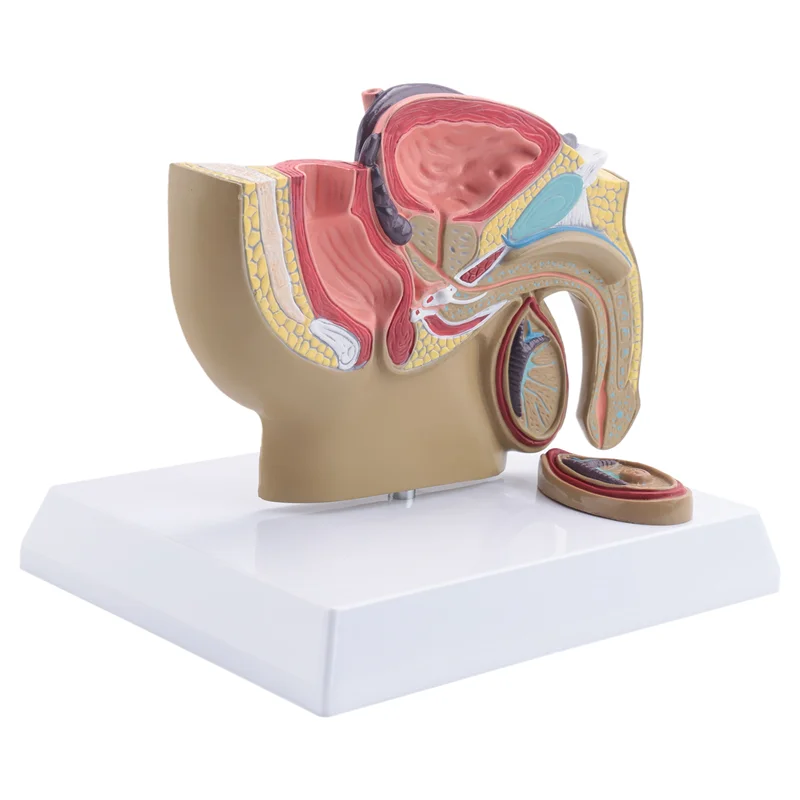 VO-1:2 Sezione Sagittale pelvica maschile Modello del sistema urinario rettale della vescica della prostata testicolare