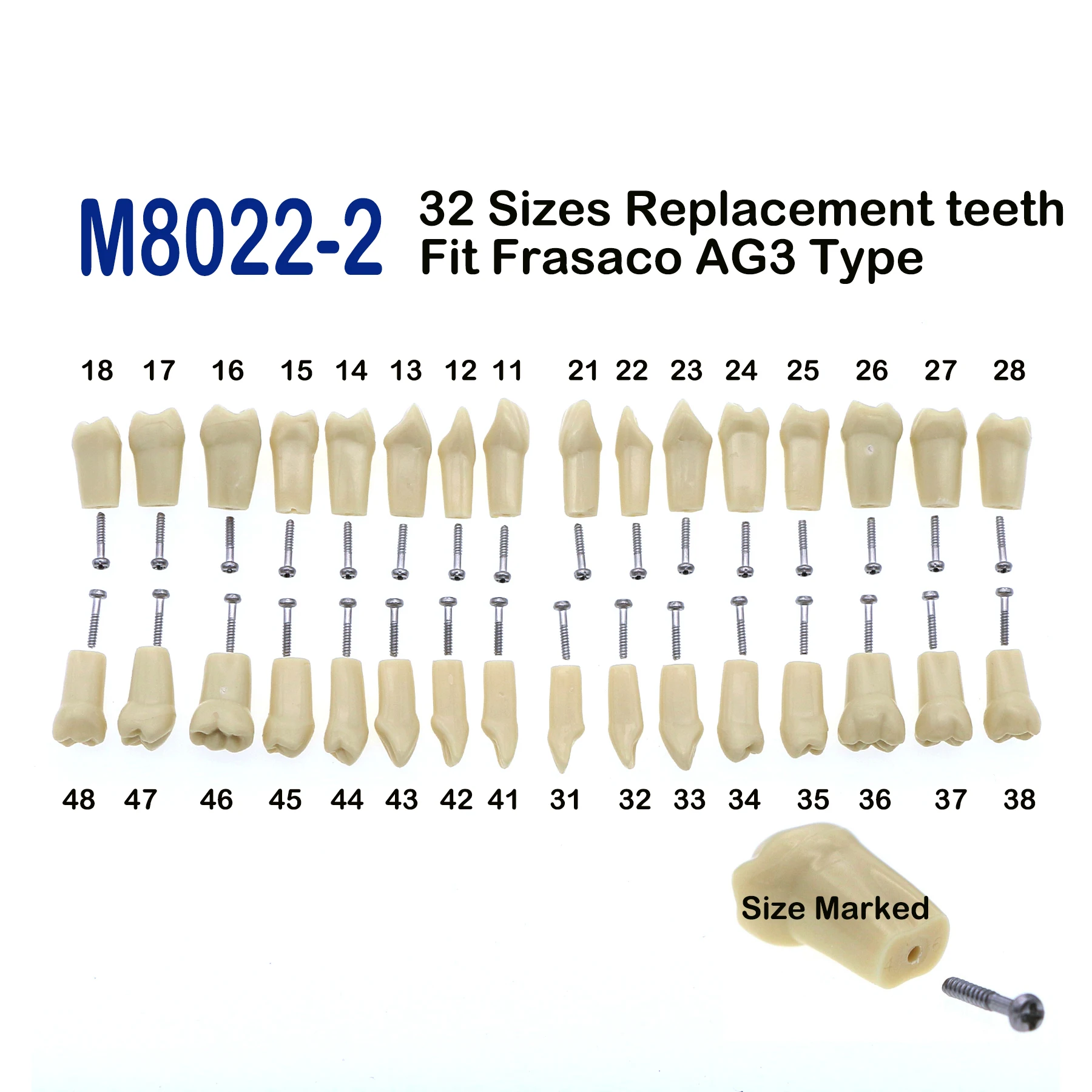 10Pcs Dental Replacement Screw-in Teeth Model Typodont Practice Filling Restoration Fit Frasaco Jaws AG3 Model With 32Pcs Teeth