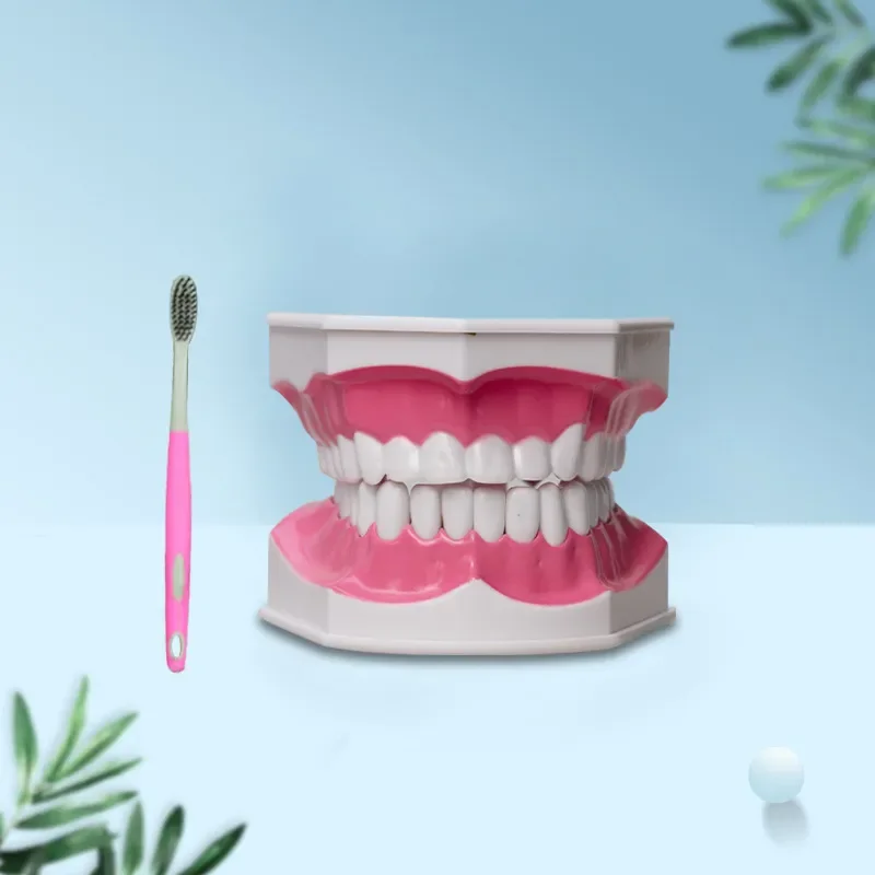 , tooth model with toothbrush tooth model, teaching model, dentures, oral instruments 2x tooth model 1