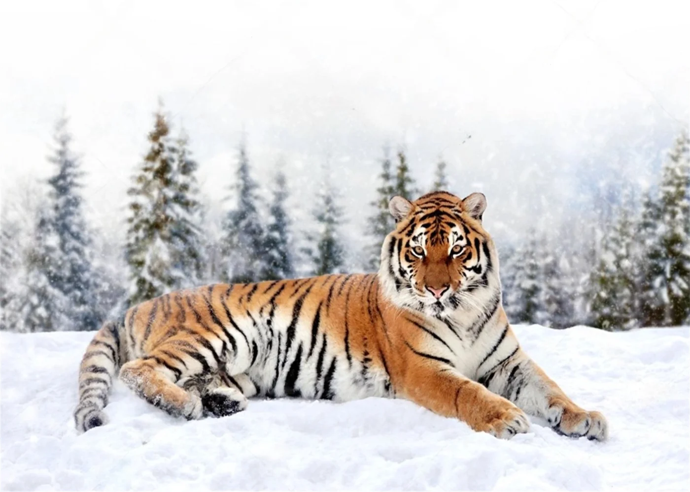 Custom size mural Tiger mountain forest background walls mural home decoration 3d wallpaper animal decorative painting