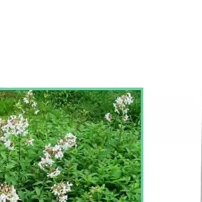 Portable Digital Backlit Hay Moisture Meter 0-80% Range With Automatic Temperature Compensation For Straw Bale Humidity Testing